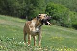 BOERBULL 019
